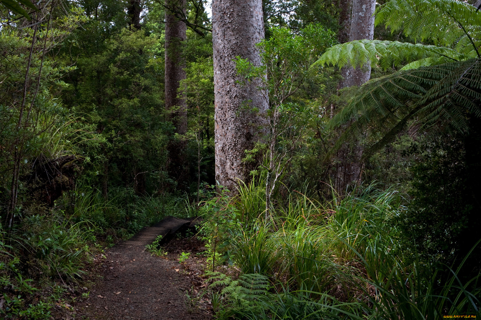 waitakere, ranges, new, zealand, , , , , , , 